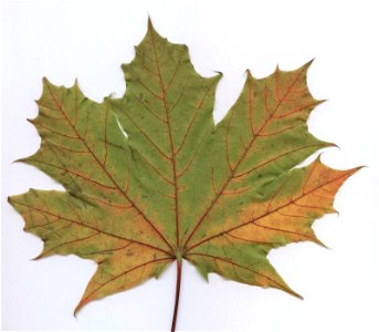 Ahorn-Blatt-2005-10-05