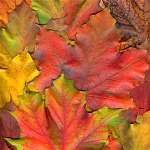 Verfärbte Ahorn-Blätter photo
