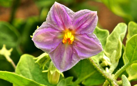 Close up pink violet photo