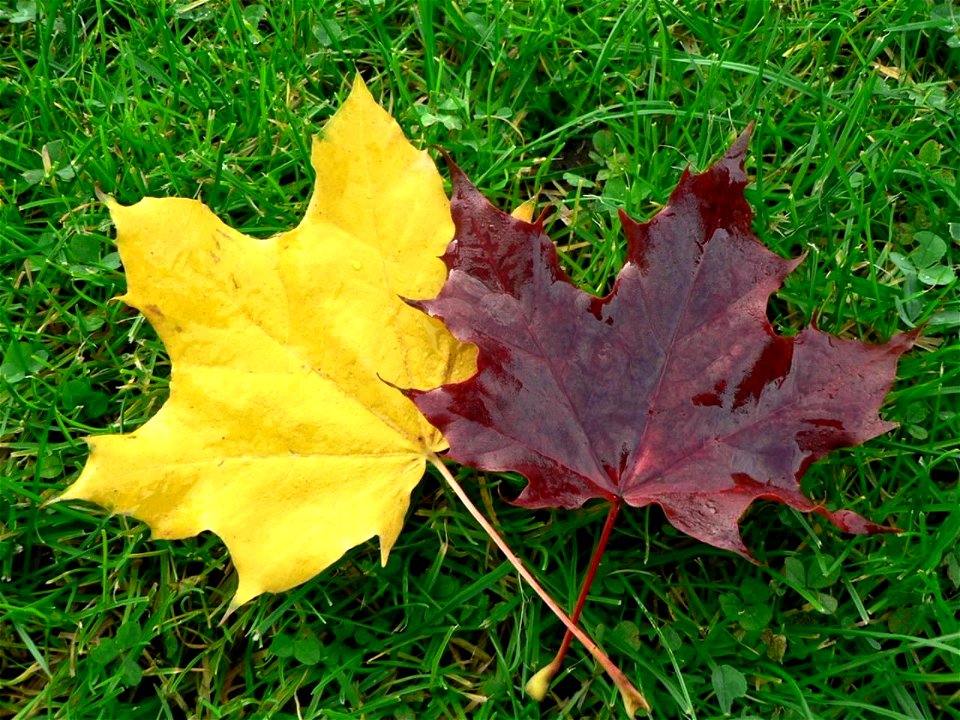 Image title: Autumn leaves on grass
Image from Public domain images website, http://www.public-domain-image.com/full-image/nature-landscapes-public-domain-images-pictures/leaf-leaves-public-domain-ima