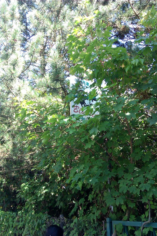 Discoverability - an ad behind leaves