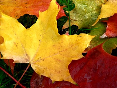 Image title: Maple leaves Image from Public domain images website, http://www.public-domain-image.com/full-image/nature-landscapes-public-domain-images-pictures/leaf-leaves-public-domain-images-pictur photo