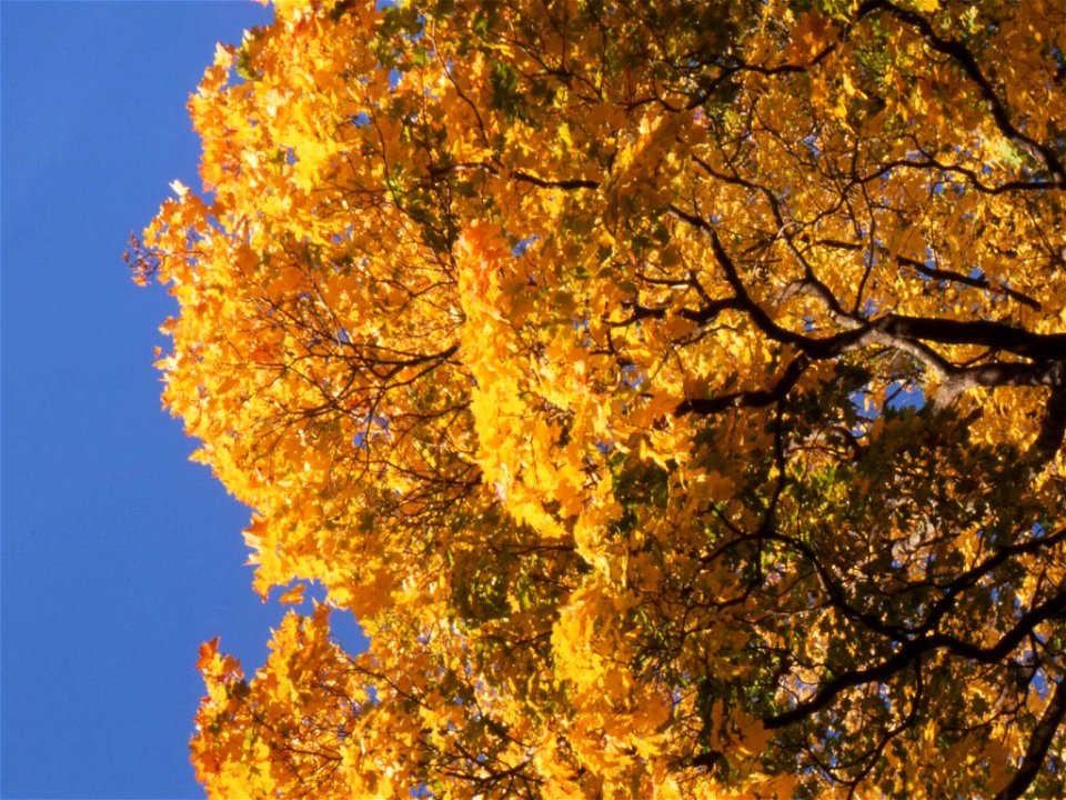 Maple tree turku 2005
