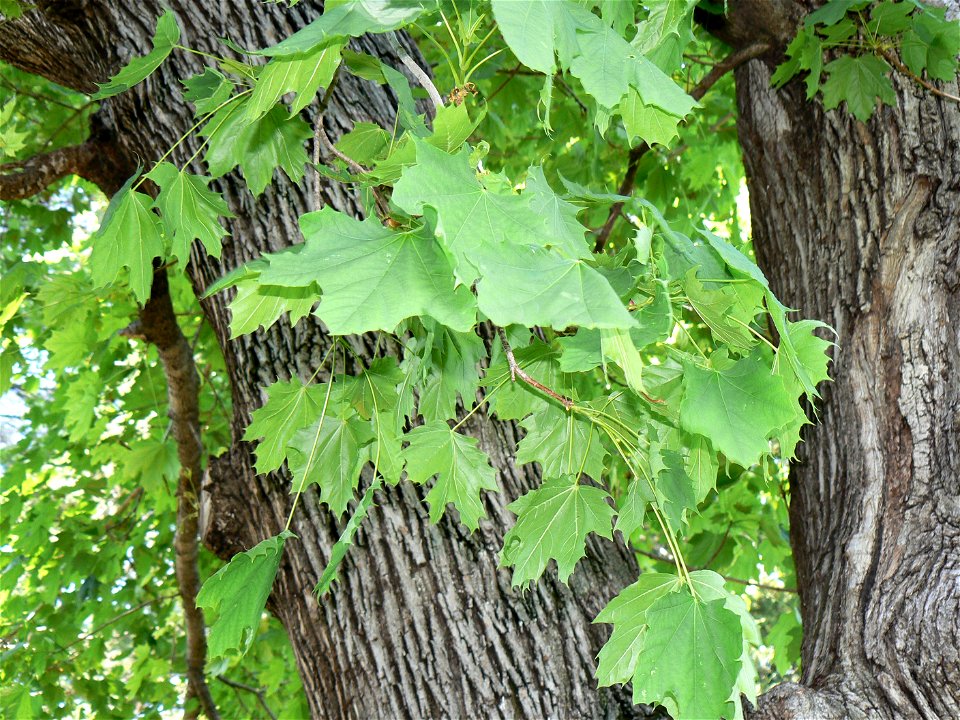 Norway Maple (Acer platanoides) bark and foliage