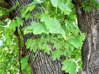 Norway Maple (Acer platanoides) bark and foliage photo