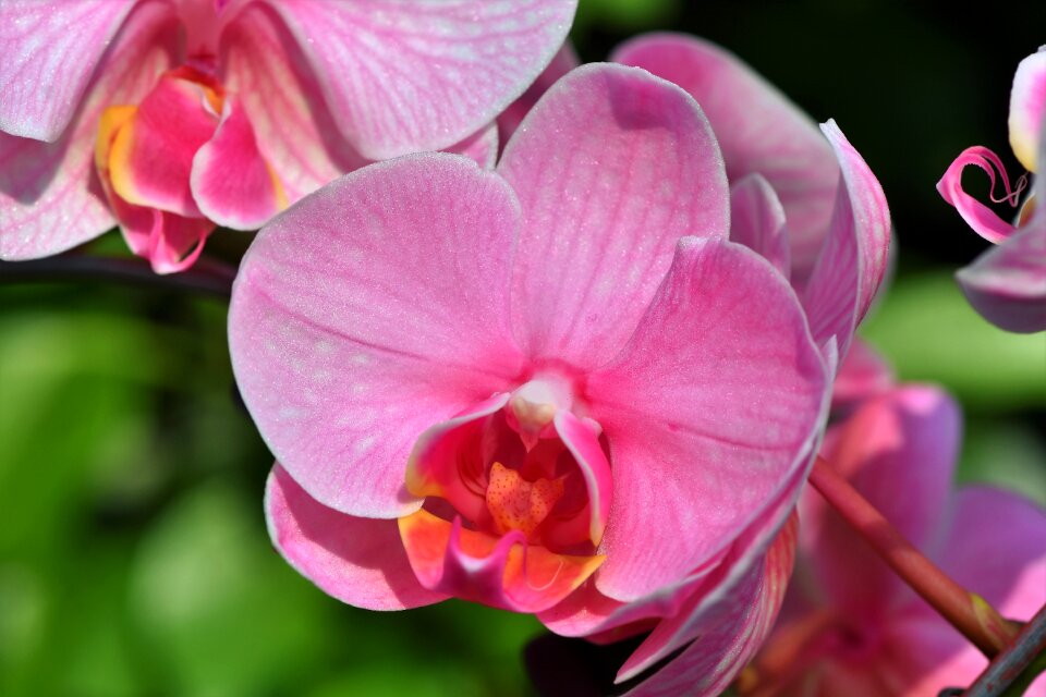 Bloom flower bloom
