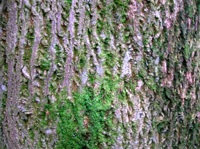 Detail of the bark of a mature Norway Maple (Acer platanoides) at Spier's Old School Grounds, Beith, Ayrshire, Scotland.