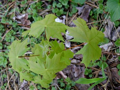 Sapling of Acer platanoides
