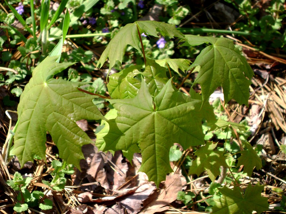 Leaves of a young Norway Maple