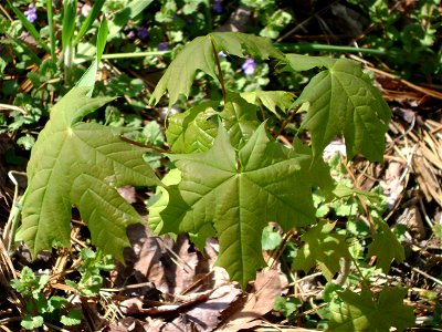 Leaves of a young Norway Maple