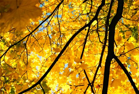 en:Yellow en:leaves of Acer platanoides in en:autumn. Photo by en:User:Pk2000. en:Category:Free use images photo