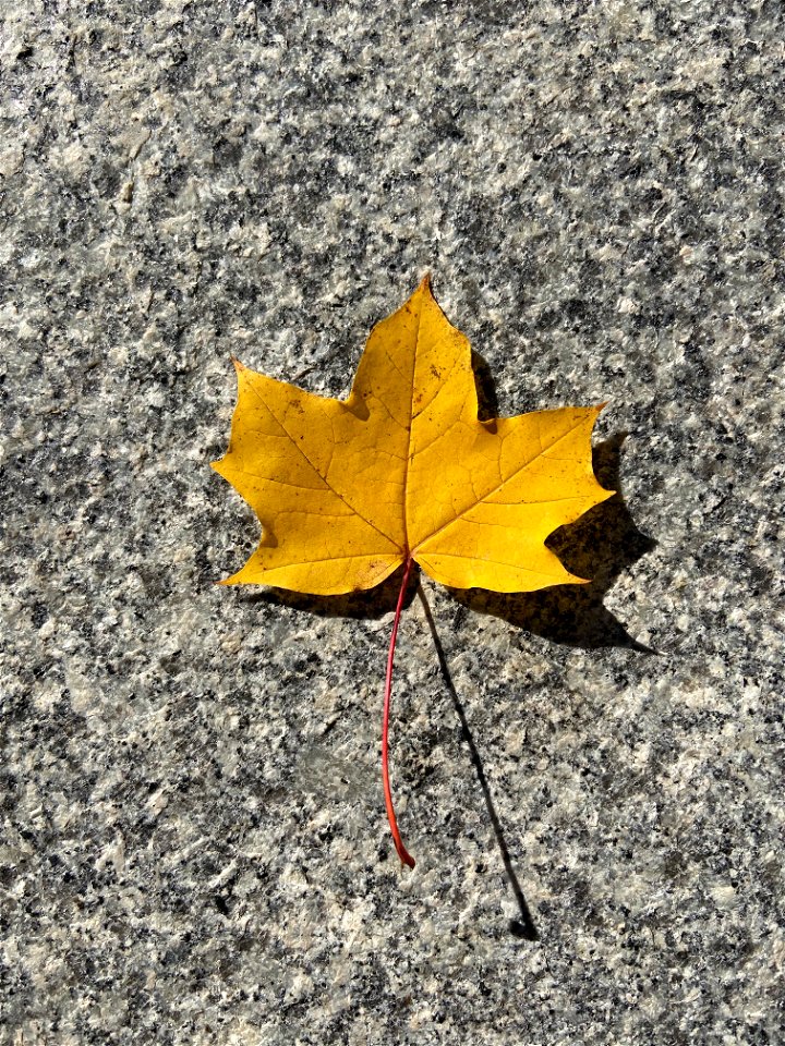 The photograph depicts a yellow maple leaf, most likely of a Norway maple (Acer platanoides) species.