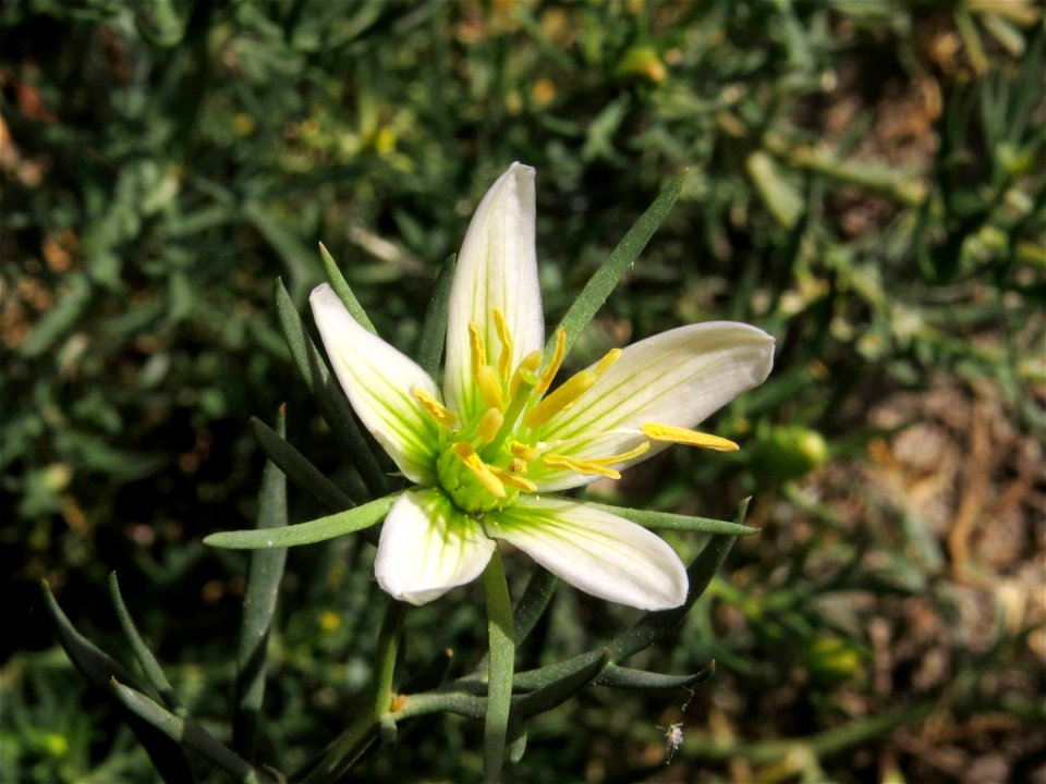 Flor de Peganum harmala (Nitrariaceae). Rivas Vaciamadrid (Madrid, España).
