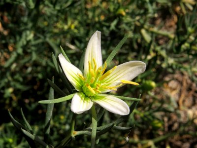 Flor de Peganum harmala (Nitrariaceae). Rivas Vaciamadrid (Madrid, España).