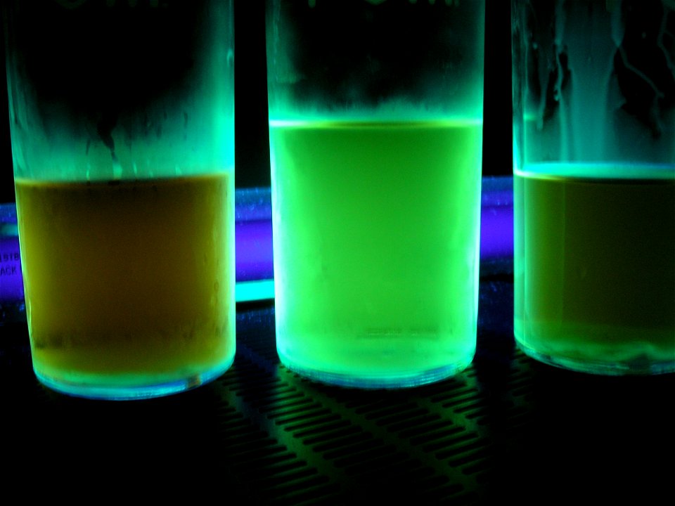 Three extractions of Peganum harmala seeds. Both of Peganum harmala's major carbolines, harmaline and harmine, are extremely fluorescent compounds. When making an extraction some use a blacklight in o