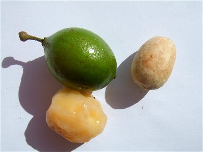 Close-up of fruit, fruitflesh and seed of Melicoccus bijugatus.