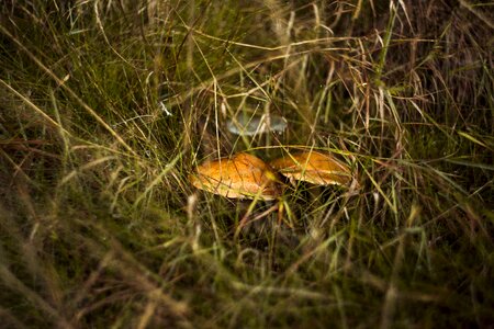 Autumn mushrooms red