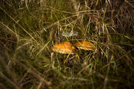 Autumn mushrooms red photo