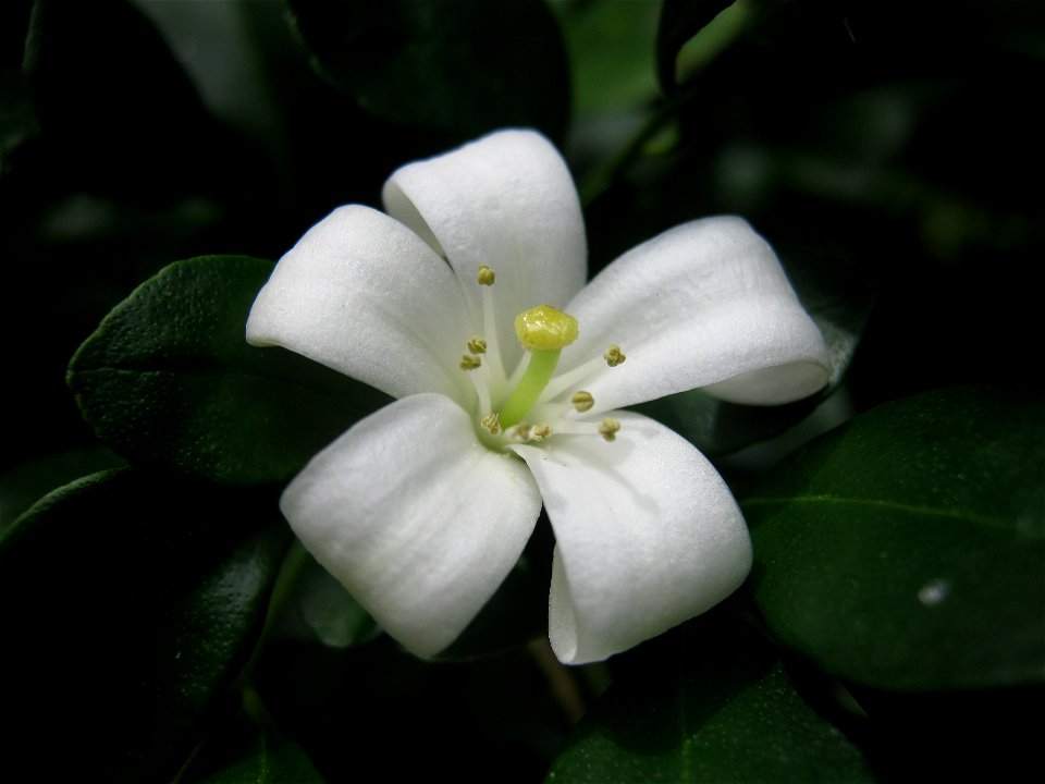 Flor blanca de la planta Murraya Paniculata, más conocida como Azahar de la India o Jazmín naranja