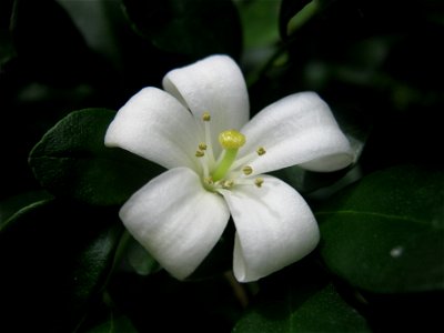 Flor blanca de la planta Murraya Paniculata, más conocida como Azahar de la India o Jazmín naranja