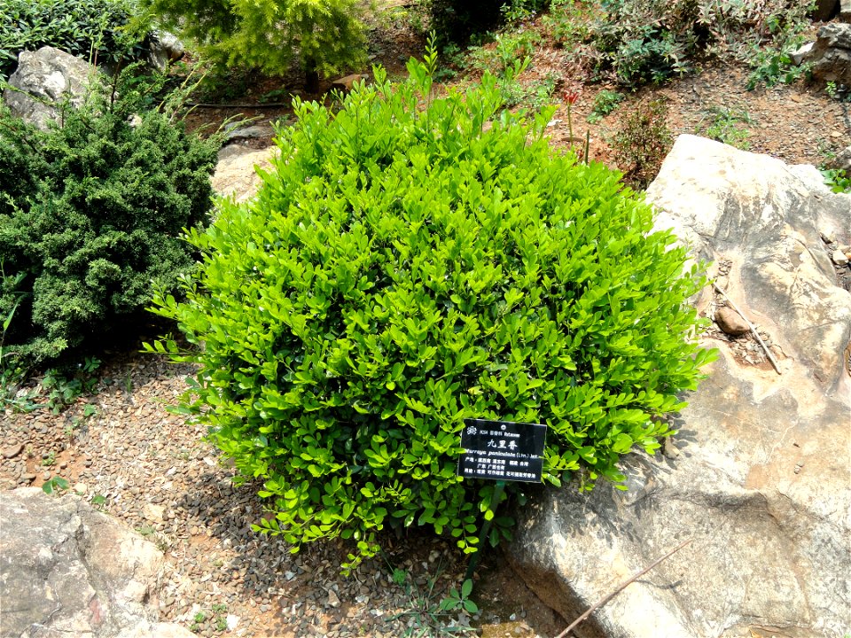Plant specimen in the Kunming Botanical Garden, Kunming, Yunnan, China.