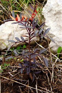 A one year old lentisk plant (Pistacia lentiscus) with leaves blue in the winter, Castelltallat, Bages