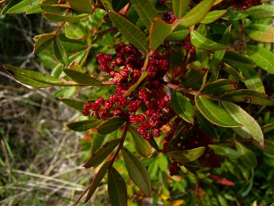 Lentisk (Pistacia lentiscus) start flowering, Castelltallat, Catalonia