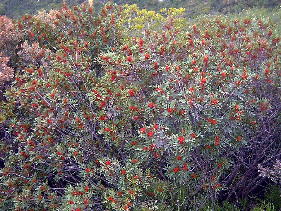 Pistacia_lentiscus in Sierra Madrona