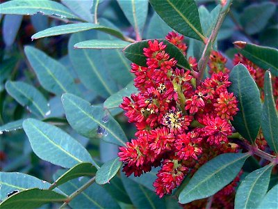 Pistacia_lentiscus in Sierra Madrona, inflorescence photo