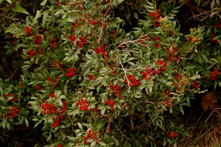 Pistacia lentiscus from Toulon (France)