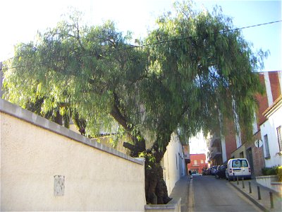 Arbre de pebre centenari en un carrer de Figueres