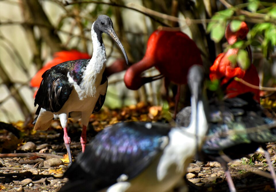 Red ibis plumage zoo