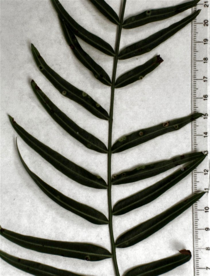 Schinus molle, showing pit galls caused by Calophya schini