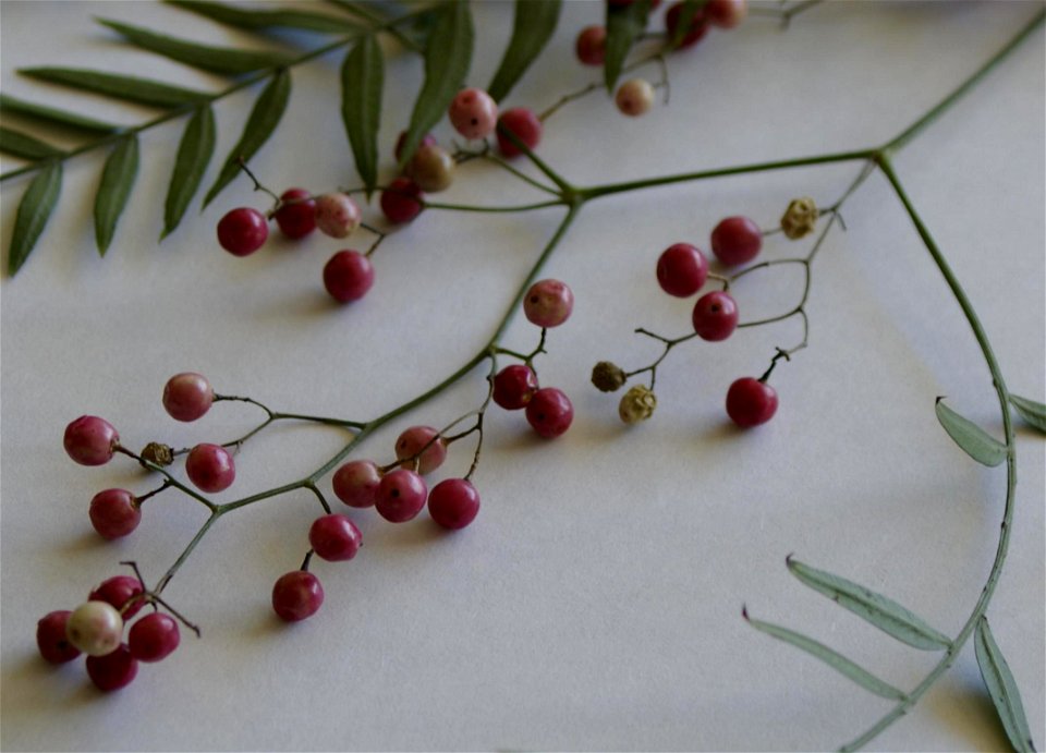 Fruto del Schinus molle