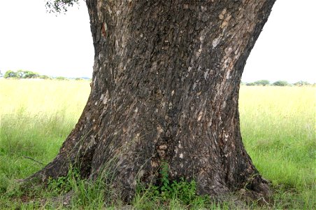 Trunk of Marula next road between Nylstroom and Potgietersrust, Transvaal, South Africa