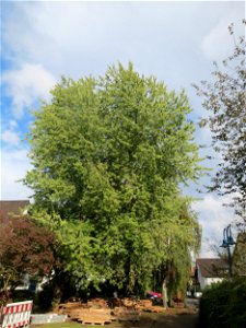 Silberahorn (Acer saccharinum) an der Berlinallee in Hockenheim