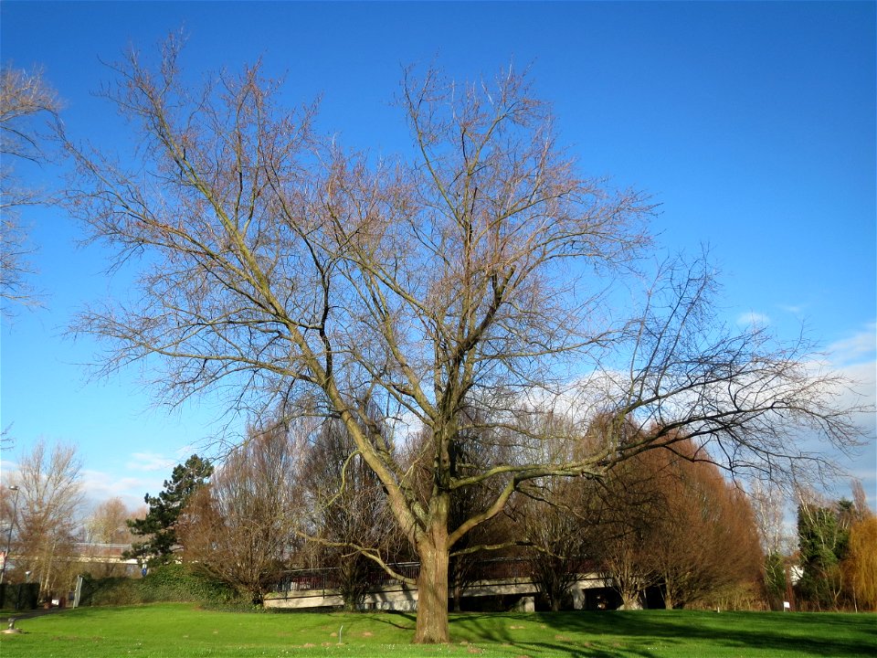 Silberahorn (Acer saccharinum) im Ebertpark Hockenheim