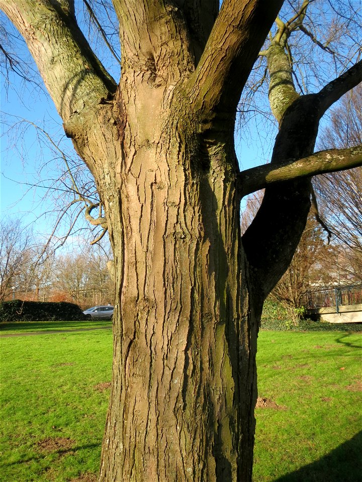 Silberahorn (Acer saccharinum) im Ebertpark Hockenheim