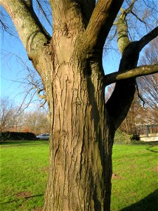 Silberahorn (Acer saccharinum) im Ebertpark Hockenheim