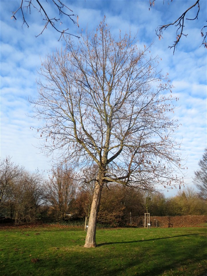 Silberahorn (Acer saccharinum) im Landesgartenschaupark Hockenheim