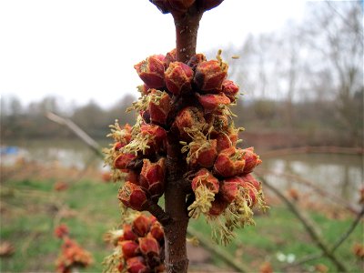 Silberahorn (Acer saccharinum) am Staden in Saarbrücken
