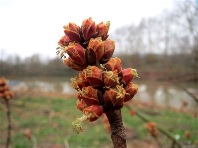 Silberahorn (Acer saccharinum) am Staden in Saarbrücken