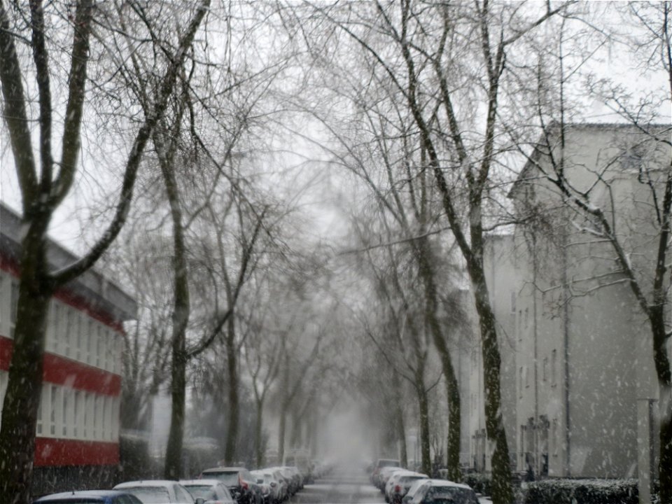 Silberahornalle (Acer saccharinum) an der Bismarckstraße (Schneefall am 7. März 2016 in Saarbrücken)