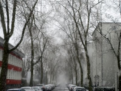 Silberahornalle (Acer saccharinum) an der Bismarckstraße (Schneefall am 7. März 2016 in Saarbrücken)