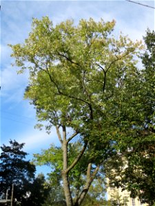 Silberahorn (Acer saccharinum) an der Mainzer Straße in Saarbrücken photo
