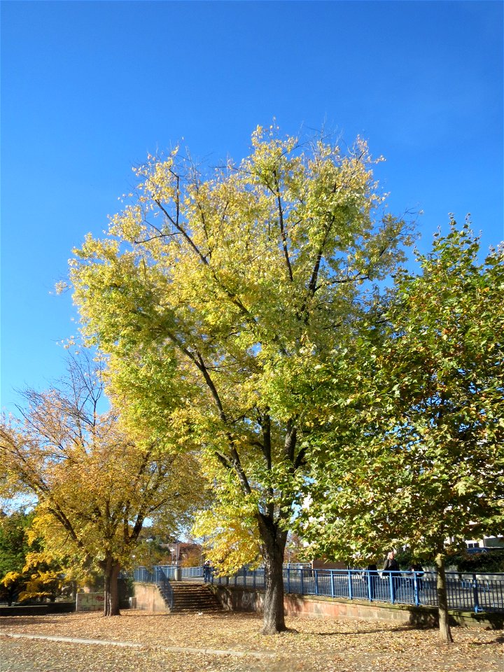Silberahorn (Acer saccharinum) an der Alten Brücke in Saarbrücken
