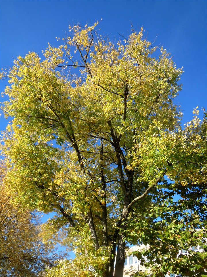 Silberahorn (Acer saccharinum) an der Alten Brücke in Saarbrücken