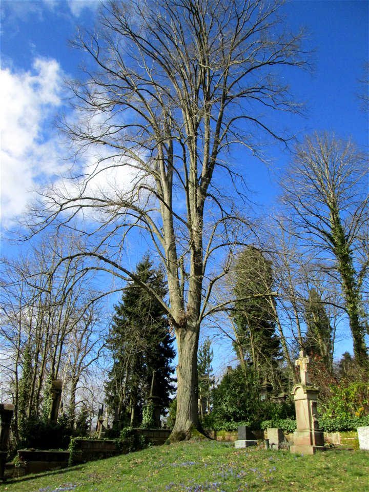 Silberahorn (Acer saccharinum) am Friedhof St. Johann in Saarbrücken