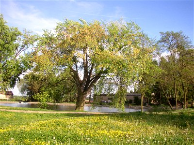 Javory v Kyšicích ("Maples in Kyšice"), protected group of three Silver Maples (Acer saccharimum) in village of Kyšice, Kladno District, Central Bohemian Region, Czech Republic. photo