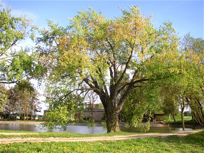 Javory v Kyšicích ("Maples in Kyšice"), protected group of three Silver Maples (Acer saccharimum) in village of Kyšice, Kladno District, Central Bohemian Region, Czech Republic. photo